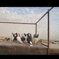 کفتر