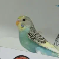 مرغ عشق