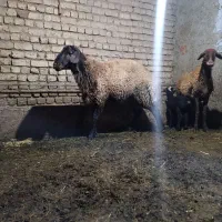 قوچ یک سال