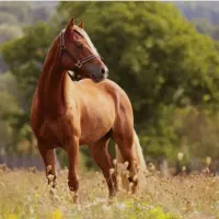 کار مرتبط با اسب