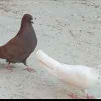 کبوتر پرش