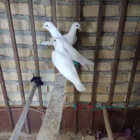 کفتر.|پرنده|نورآباد, |دیوار