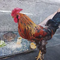 مرغ و خروس