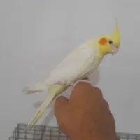 عروس هلندی نر