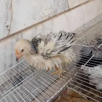 جوجه برهما فری کاکلی گردن لخت