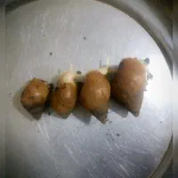 حلزون آفریقایی غول‌پیکر(Achatina)جوان و سالم