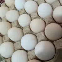 تخم مرغ محلی بافق یزد