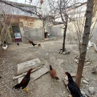 فروش-زمین-240متری