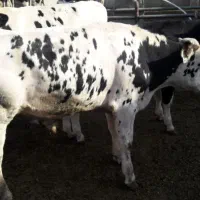 پخش گوسفند و گوساله زنده