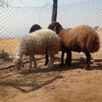 بره|حیوانات مزرعه|جم, |دیوار