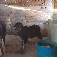 گاو گاومیش