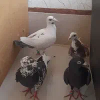 کفتر|پرنده|گلبهار, شهر جدید گلبهار|دیوار