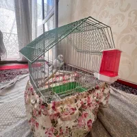 مرغ عشق نر به همراه قفس