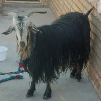 فروش یک رئس بز گله داری