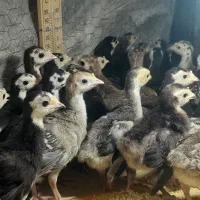 جوجه بوقلمون برنز محلی ۵ روزه  واکسن خورده