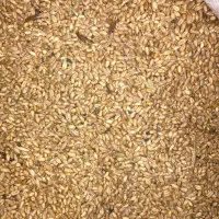 گندم بذری رقم کلاته