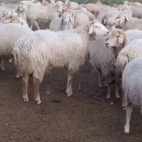 ارزانترین فروشگاه دام زنده فقد کیلویی 480 تومان
