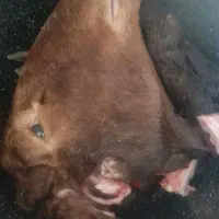 کله پاچه شیشک