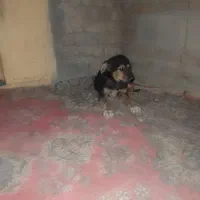 سگ ژرمن|سگ|سراوان, |دیوار