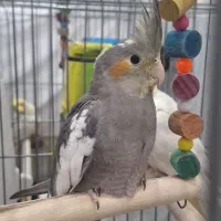 جوجه عروس هلندی