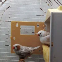 فنچ جانبو جفت ویه نر تک