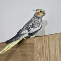 گلباقالی. کاملا دستی. بازیگوش