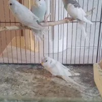 مرغ عشق جوجه دون خور شده ۴ عدد خونگی