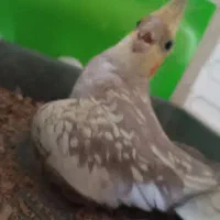 عروس هلندی ماده