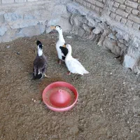 اردک