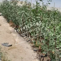 نهال های بارده و تزئینی