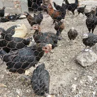 جوجه محلی شش ماه