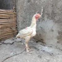 مرغ‌لاری‌