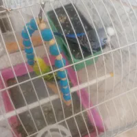 مرغ عشق یک جفت یکی خارجی  یکی ساده