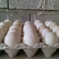 تخم نطفه دار بوقلمون بیوتی