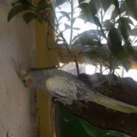 عروس هلندی