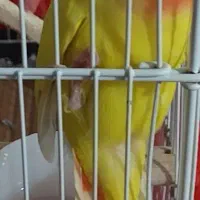 عروس بلرزیلی
