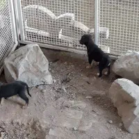 واگذاری روتوایلر نر و ماده