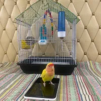 طوطی برزیلی (ماده)