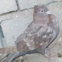 کبوتر تافته ای اصل معاوضه با عروس هلندی