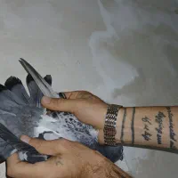 کفتر|پرنده|نورآباد, |دیوار