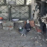 کبوتر