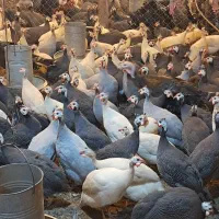 مرغ شاخدار جوجه شاخدار و جوجه بوقلمون بیوتی وبرنز