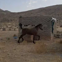 کره نریان