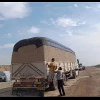 کاه نیشکر باگاس برداشت تازه مخصوص دام