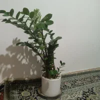 گل و گیاه طبیعی