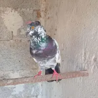 جفت گمشده