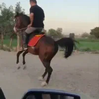 اسب|اسب و تجهیزات اسبسواری|نورآباد ممسنی, |دیوار