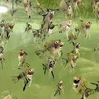 انجل کوی،گوپی
