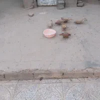 کفتر زرد دو جفت