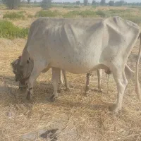 گاو